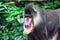 Close up shot of a primate mandrill baboon or genus Mandrillus