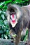 Close up shot of a primate mandrill baboon or genus Mandrillus