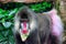 Close up shot of a primate mandrill baboon or genus Mandrillus