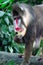 Close up shot of a primate mandrill baboon or genus Mandrillus