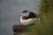 Close-up shot of a puffin resting on a rock. Westfjords, Iceland.