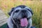 Close-up shot of pug, fat dog, smiling, tongue out, long, old, happy