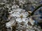 Close-up shot of the pure white blossoms with yellowish stamens of the wild, sweet, gean or bird cherry (prunus avium)