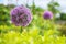 Close up shot of purple alliums flowers.