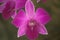 Close-up shot of the purple blooming fresh of Dendrobium orchids.