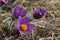 Close up shot of purple fuzzy pasque flowers in their full bloom in springtime