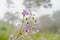 Close up shot of purple Murdannia giganteum on a misty day in the forest.