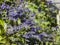 Close up shot of purple Petrea racemosa blossom