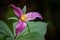 Close up shot of a purple sessile-flowered trillium on a blurry background