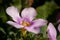 Close up shot of a purple spring bacopa flower on a blurry background