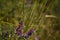 Close up shot of purple Vicia cracca, tufted or boreal vetch, cow or bird vetch among green grass. forage crop for cattle