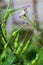 A close up shot of Raphanus caudatus, commonly known as rat tail radish