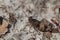 Close-up shot of a rattle grasshopper on a blurred background