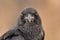 Close-up shot of a raven looking straight at the camera.