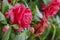 Close up shot of a red Camellia blossom with a bee working