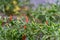 Close-up shot of red chili peppers ripening ready to be eaten on top of a tree, blurred tree bokeh