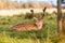 Close-up shot of a Red Deer grazing in Phoenix Park, Dublin, Ireland