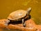 Close up shot of Red-eared slider in Martin Park Nature Center