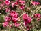 Close up shot of red Leptospermum scoparium