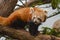 Close-up shot of a Red Panda in the Singapore Zoo River Safari Exhibit