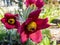 Close-up shot of Red Pasque Flower or Red Meadow Anemone- Pulsatilla rubra - boasting large bell-shaped dusky red flowers with