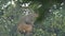 Close up shot of Rhesus macaque or Macaca mulatta monkey on a Indian jujube or Ziziphus mauritiana fruit tree during safari at