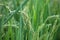 Close-up shot of rice ears being filled in the rice field