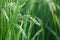 Close-up shot of rice ears being filled in the rice field