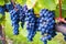 close-up shot of ripe blue grapes on the vineyard vines