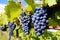 close-up shot of ripe blue grapes on the vineyard vines