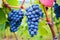 close-up shot of ripe blue grapes on the vineyard vines