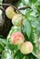 Close up shot of ripe fresh peaches hanging on branches.