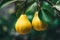 Close up shot of ripe pears on a tree branch with lush garden background in macro photography