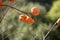 Close-up shot of ripe persimmons hanging on the branches.