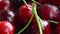 Close up shot of ripe red cherries