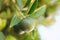 Close up shot of a ripening green orange on a branch of orange-tree - Croatia, island Brac