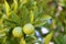 Close up shot of ripening oranges on a branch of orange-tree - Croatia, island Brac