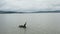 Close up shot of a river Cormorant bird taking flight