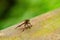 Close up shot of Robber flies