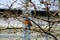 Close-up shot of a robin bird on a leafless tree