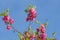 Close up shot of Robinia hispida flower blossom