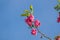 Close up shot of Robinia hispida flower blossom