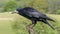 Close-up shot of a rook sitting on a branch