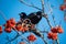 Close-up shot of a rook sitting on a branch holding a Sorbus berry in a beak