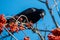 Close-up shot of a rook sitting on a branch holding a Sorbus berry in a beak