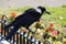 Close-up shot of a rook sitting on a metallic fence