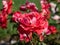 Close-up shot of a rose plant \\\'Picasso\\\' blooming with semi-double, showy, red blend flowers