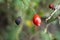 Close-up shot of rosehips growing in a blur