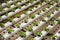 close-up shot of rows of lettuce cultivating