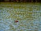 Close up shot of a Ruddy duck swimming in a pond